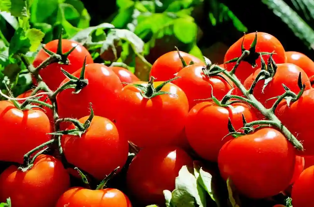 tomate, ne fait pas grossir